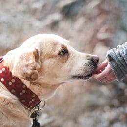 hond