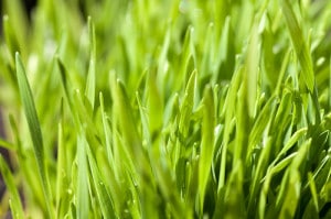 Tarwegras of wheatgrass